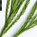 SpeciesSub: var. imbricarium